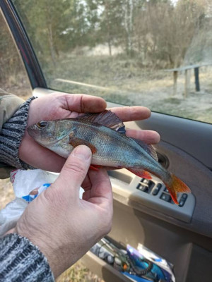 Шарановоды о рыбалке. - IMG-fe7c55aadefca847f0a239b1f1ae076c-V.jpg