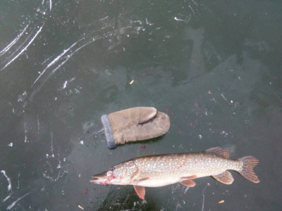 Шарановоды о рыбалке. - IMG-1c6eae913bca0a6023c806a01914ee74-V[1].jpg