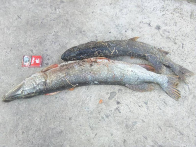 Шарановоды о рыбалке. - IMG-ca9faa2d19d37b04577c170d1832745d-V[1].jpg