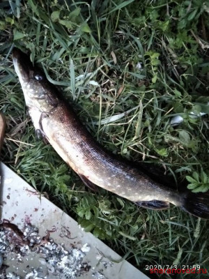 Шарановоды о рыбалке. - IMG_20200703_215915.jpg