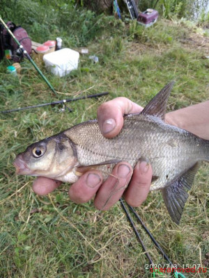 Шарановоды о рыбалке. - IMG_20200703_150756_1.jpg