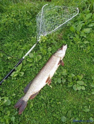 Шарановоды о рыбалке. - щука1.JPG