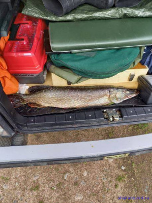 Шарановоды о рыбалке. - щука2.JPG