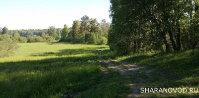 Шарановоды о рыбалке. - лес2.JPG