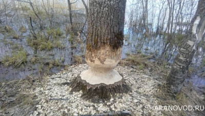 Шарановоды о рыбалке. - бобер.JPG