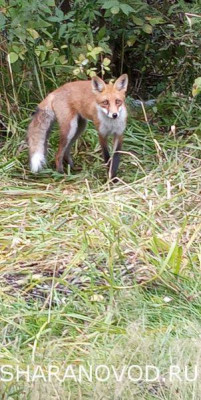 Шарановоды о рыбалке. - виш3.JPG