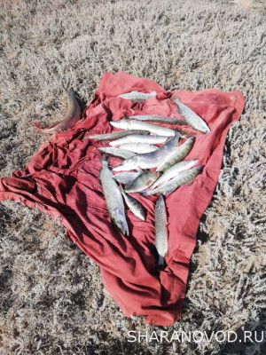 Шарановоды о рыбалке. - IMG-20211016-WA0017.jpg