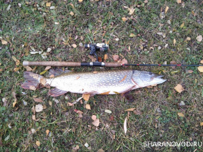 Шарановоды о рыбалке. - IMG_20211024_142922.jpg