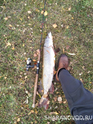Шарановоды о рыбалке. - IMG_20211024_142936.jpg