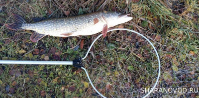 Шарановоды о рыбалке. - 1.JPG