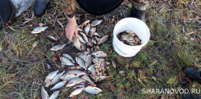 Шарановоды о рыбалке. - красн.JPG