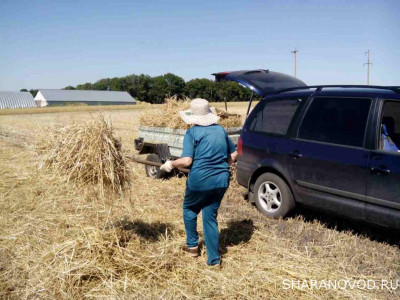 Шарановоды о рыбалке. - ф2.jpg