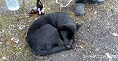 Шарановоды о рыбалке. - дружок.JPG