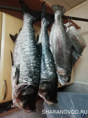 Шарановоды о рыбалке. - IMG_20211222_200508.jpg