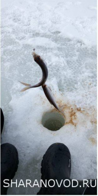 Шарановоды о рыбалке. - жив.JPG