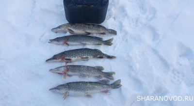 Шарановоды о рыбалке. - жив3.JPG