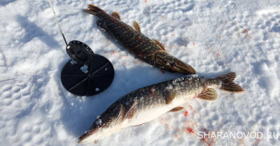 Шарановоды о рыбалке. - жив4.JPG