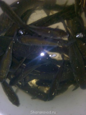 Шарановоды о рыбалке. - IMG_20150607_222544.jpg