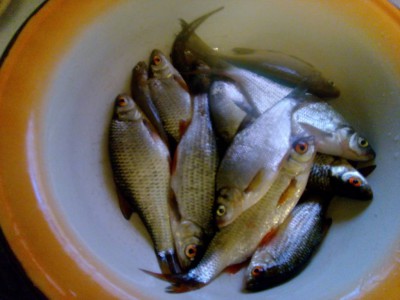 Шарановоды о рыбалке. - IMG_20160522_222332.jpg