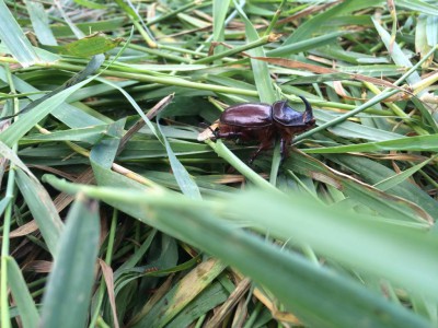 Шарановоды о рыбалке. - image.jpeg