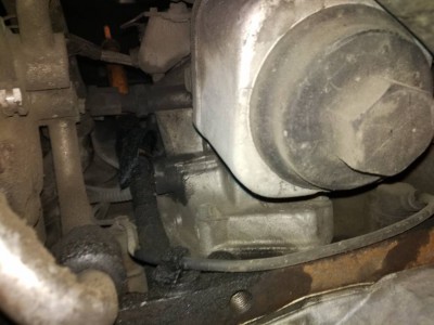 разбираю шарана - IMG_20161121_164346.jpg