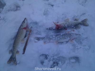 первый лед на яузе.