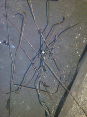 Алая Ева-Мария. Езжу, обслуживаю, забочусь. - IMG_20170303_211801.jpg