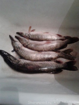 щуки словлены на р.Словечно на спин+воблер джексон карась