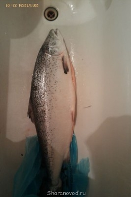 Шарановоды о рыбалке. - IMAG0159.jpg