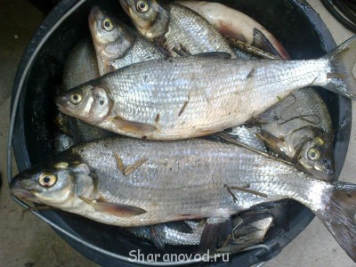 Шарановоды о рыбалке. - picture 2 022.jpg