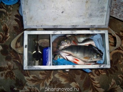 Шарановоды о рыбалке. - 100_2078.JPG