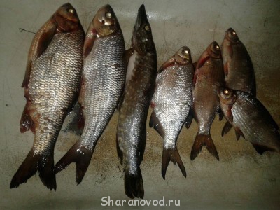 Шарановоды о рыбалке. - 20140422_212803.jpg