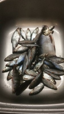 Шарановоды о рыбалке. - 0C473FA7-6015-46BE-8483-68B05CAB6720.jpeg