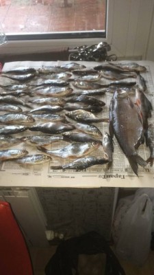 Шарановоды о рыбалке. - 377D5B6E-B960-4124-BF34-B25008EC74F5.jpeg