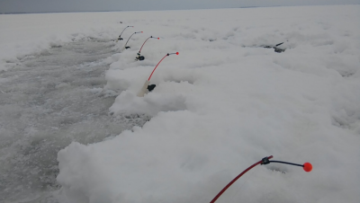 Шарановоды о рыбалке. - кор1.PNG