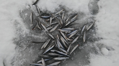 Шарановоды о рыбалке. - кор.PNG