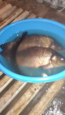 Шарановоды о рыбалке. - IMG-b10e7607e9c893ae17d2d852f599deb2-V.jpg