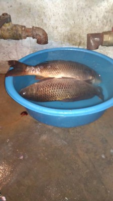 Шарановоды о рыбалке. - IMG-5b6b96d14e88cad572772c0907be8137-V.jpg