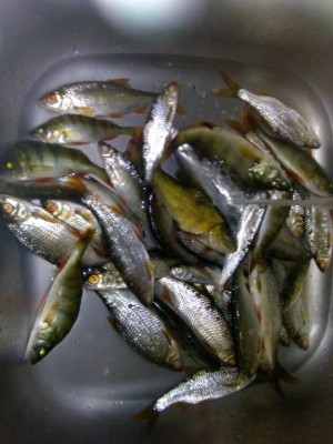 Шарановоды о рыбалке. - IMG_20180705_221419.jpg