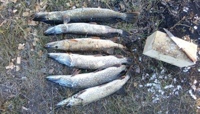 Шарановоды о рыбалке. - щук.JPG