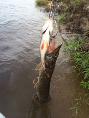 Шарановоды о рыбалке. - 3B8A8B61-1180-40BB-8634-4745A3125F13.jpeg