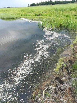 Шарановоды о рыбалке. - C131798C-F9F5-4B20-A396-8516D7AE29DC.jpeg