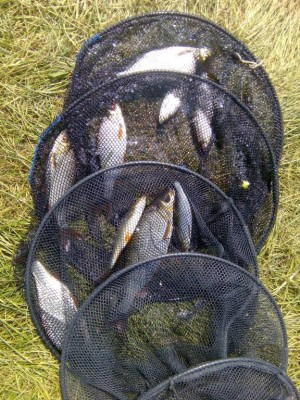 Шарановоды о рыбалке. - IMG_20180805_123314.jpg