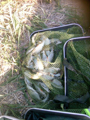 Шарановоды о рыбалке. - IMG_20190519_183015.jpg