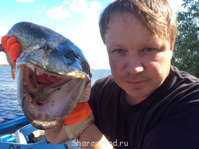 Шарановоды о рыбалке. - IMG_0584.JPG