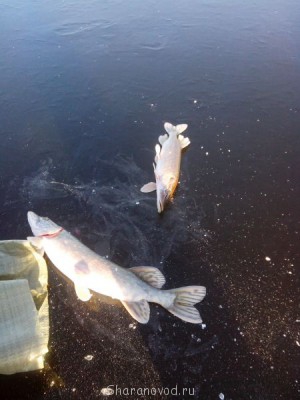 Шарановоды о рыбалке. - IMG_20141123_111008.jpg