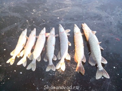 Шарановоды о рыбалке. - IMG_20141123_142652.jpg