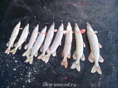 Шарановоды о рыбалке. - IMG_20141123_155955.jpg