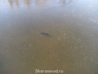 Шарановоды о рыбалке. - IMG_20141123_141229.jpg