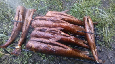 Шарановоды о рыбалке. - рыба1.JPG